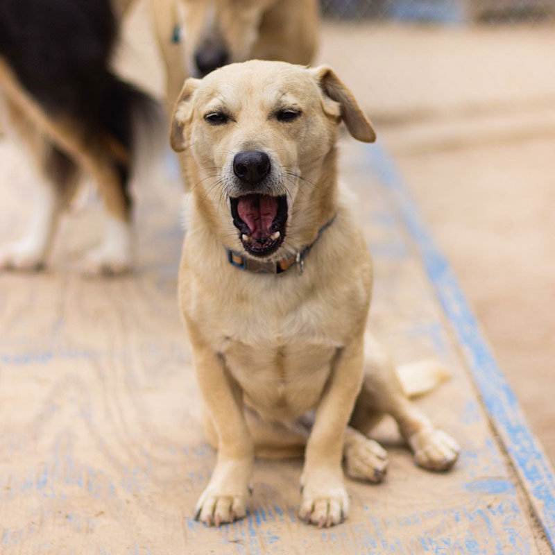 sitting dogs